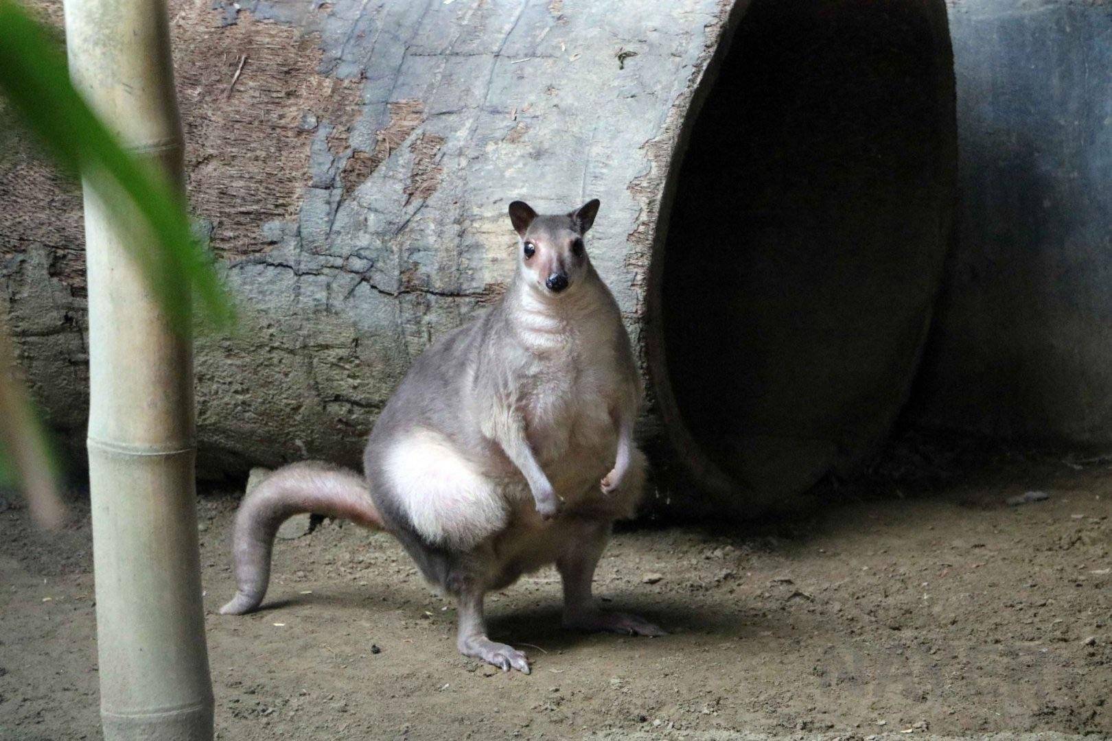 animal