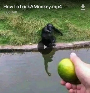 How to trick a monkey. .. you little